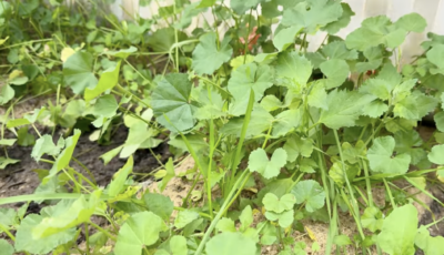 كيف نزرع الخبيزة في المنزل و موعد زراعتها